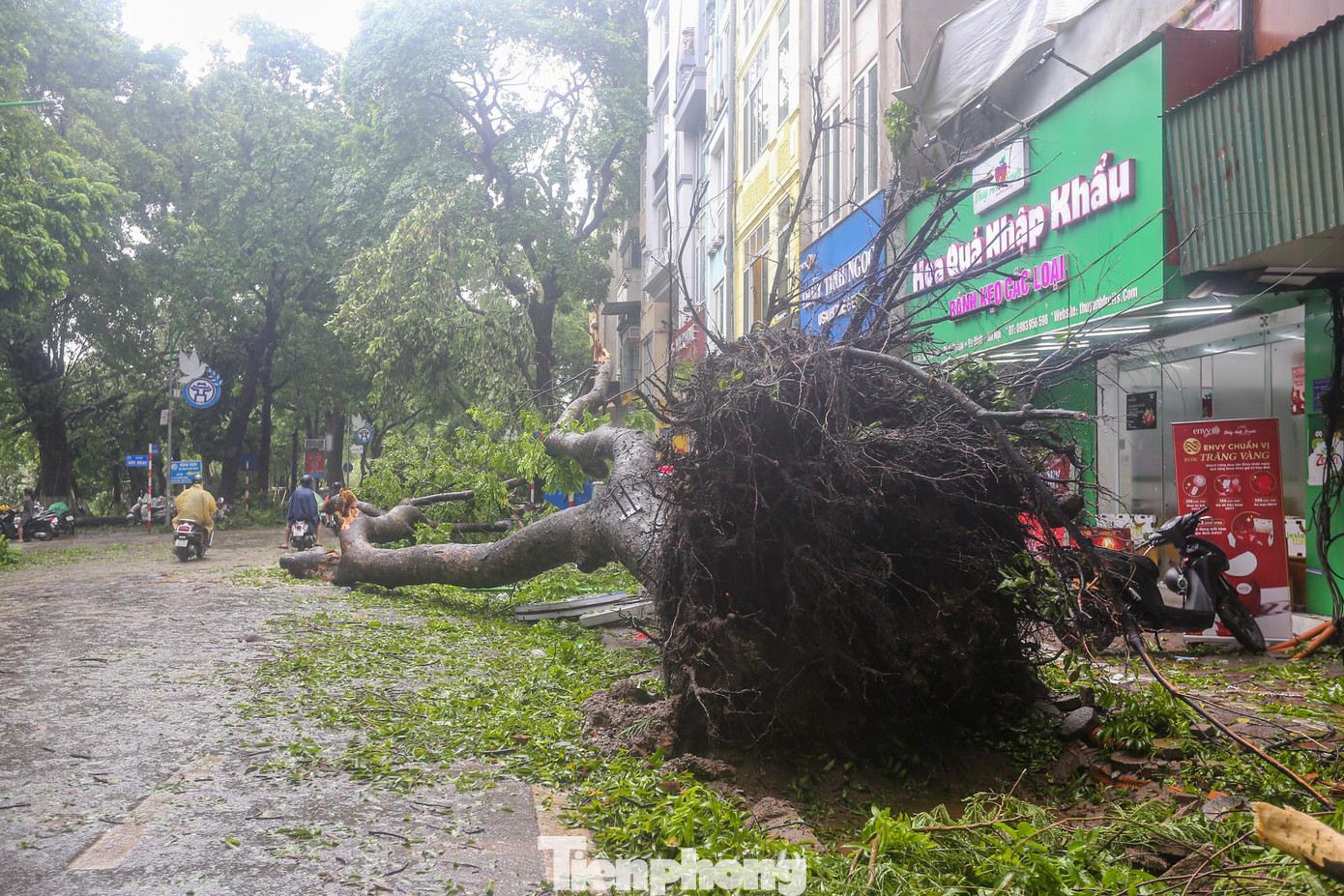 Đây là khu phố có nhiều cây cổ thụ bật gốc nhất sau cơn bão số 3.