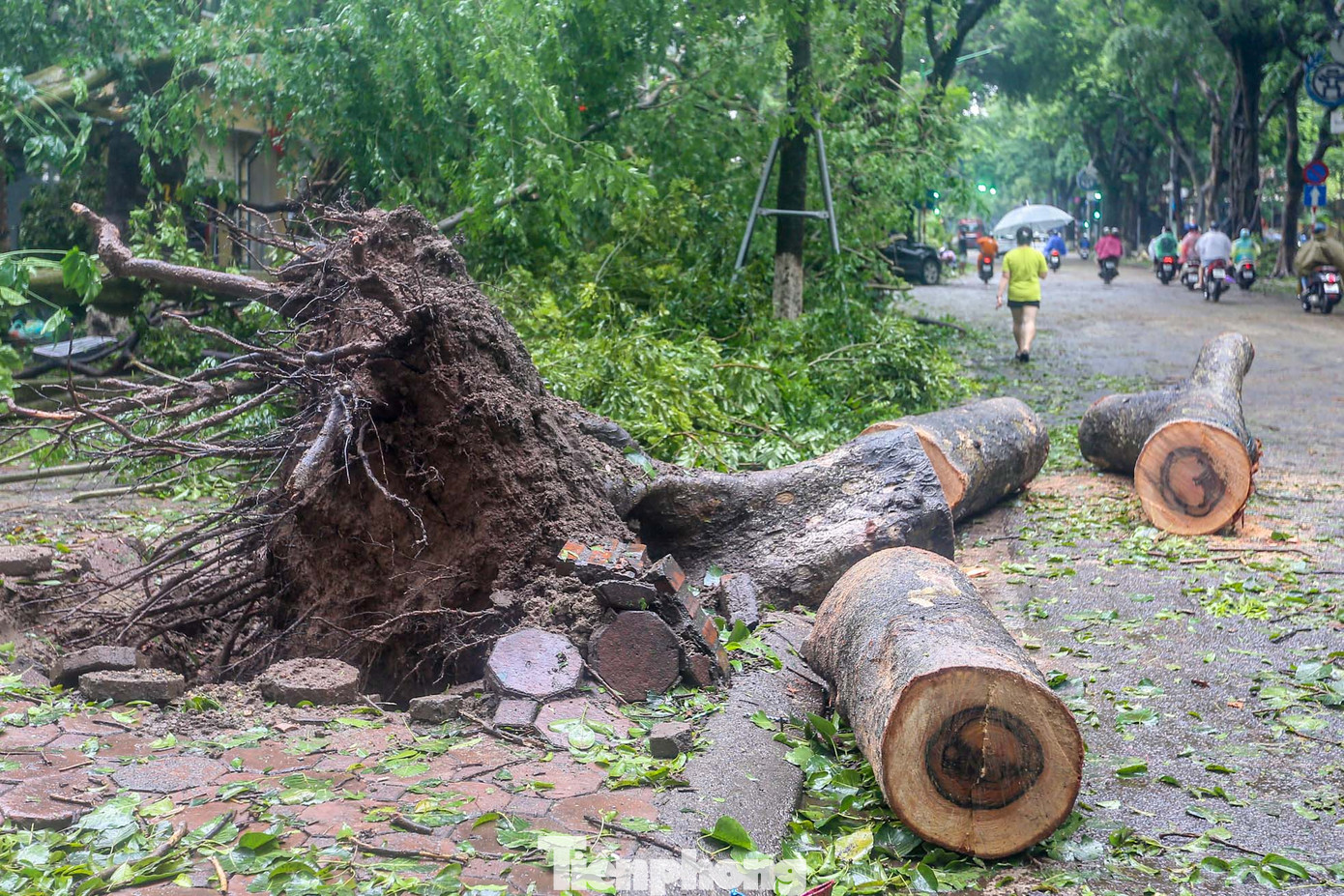Gốc cây cổ thụ lớn đổ bật trên đường Phan Đình Phùng.