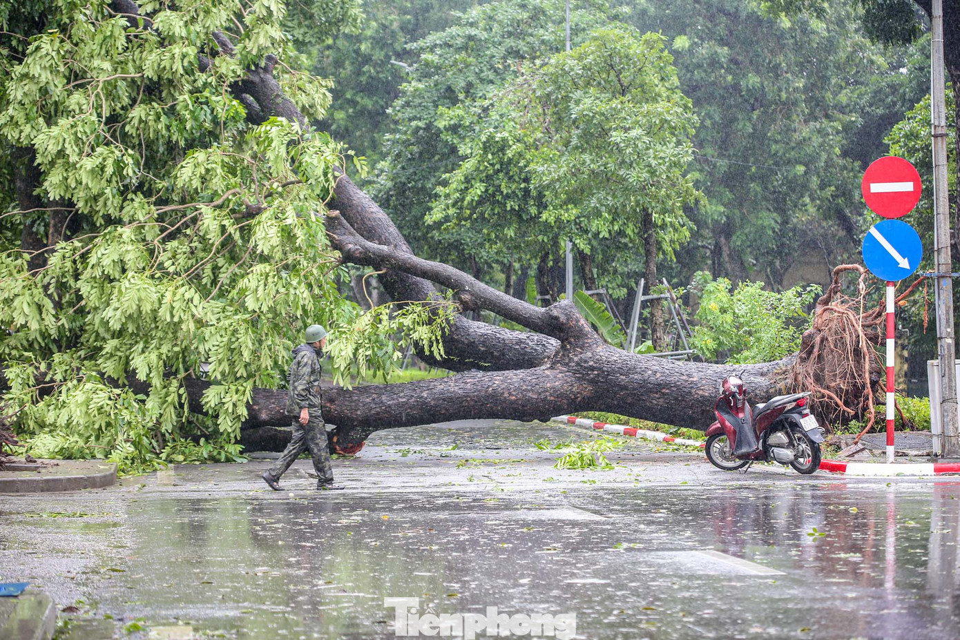 Một cây cổ thụ khủng trăm tuổi trên đường Hoàng Diệu bật gốc, chắn ngang cả làn đường.