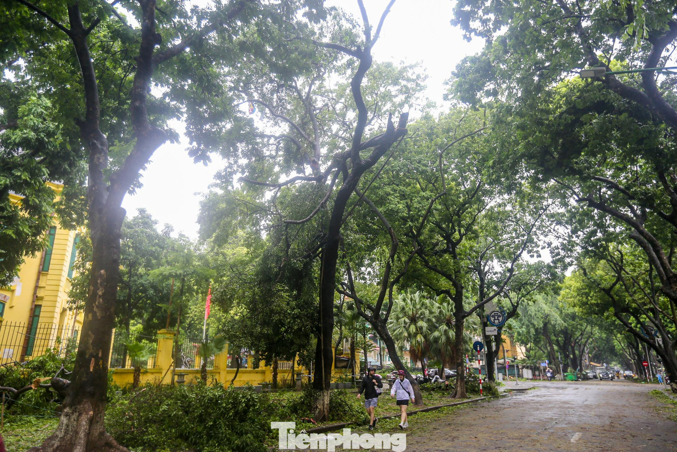 Nhiều cành cây gãy, lơ lửng trên những cây to.