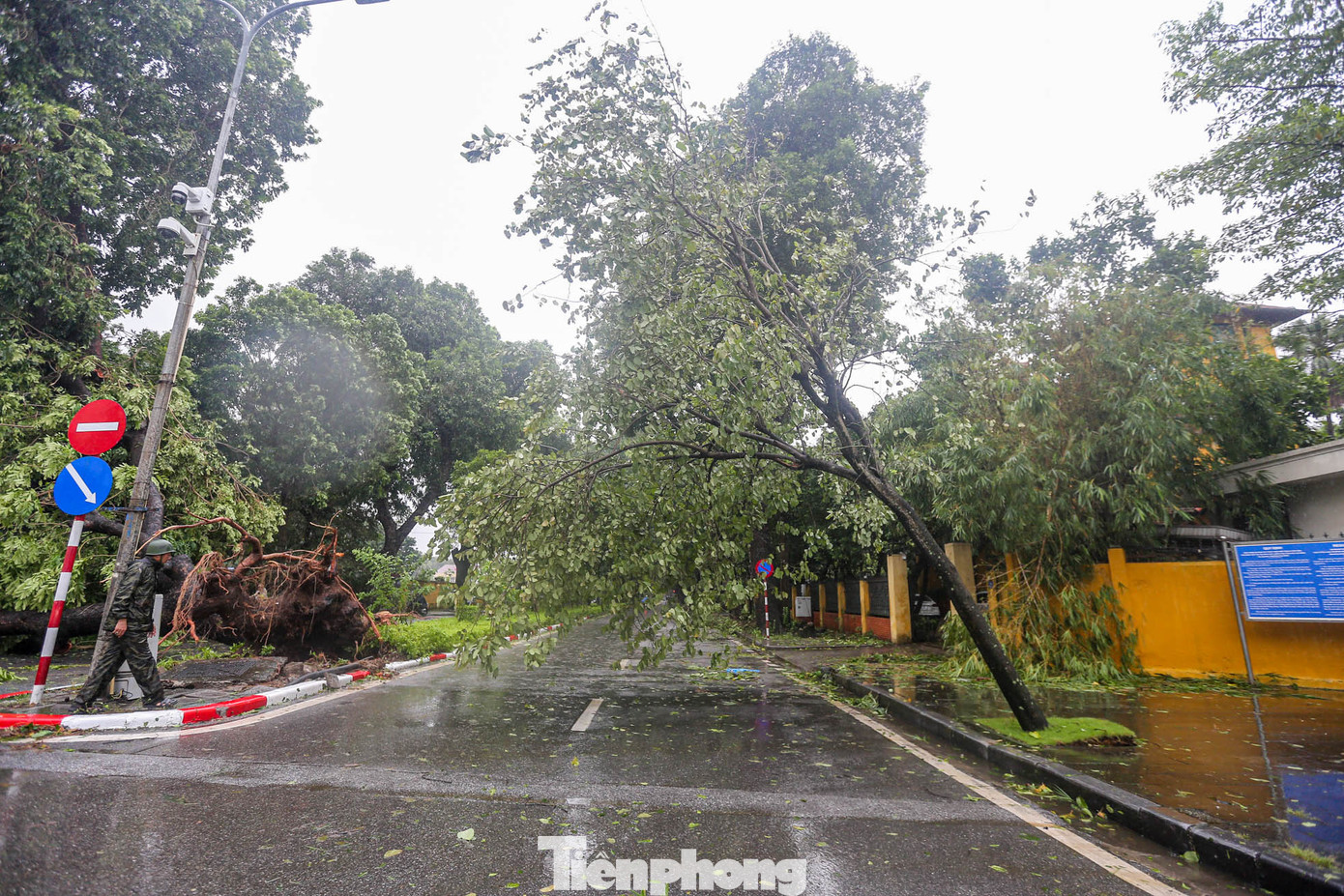 Một cây khác ngả nghiêng, chờ đổ.