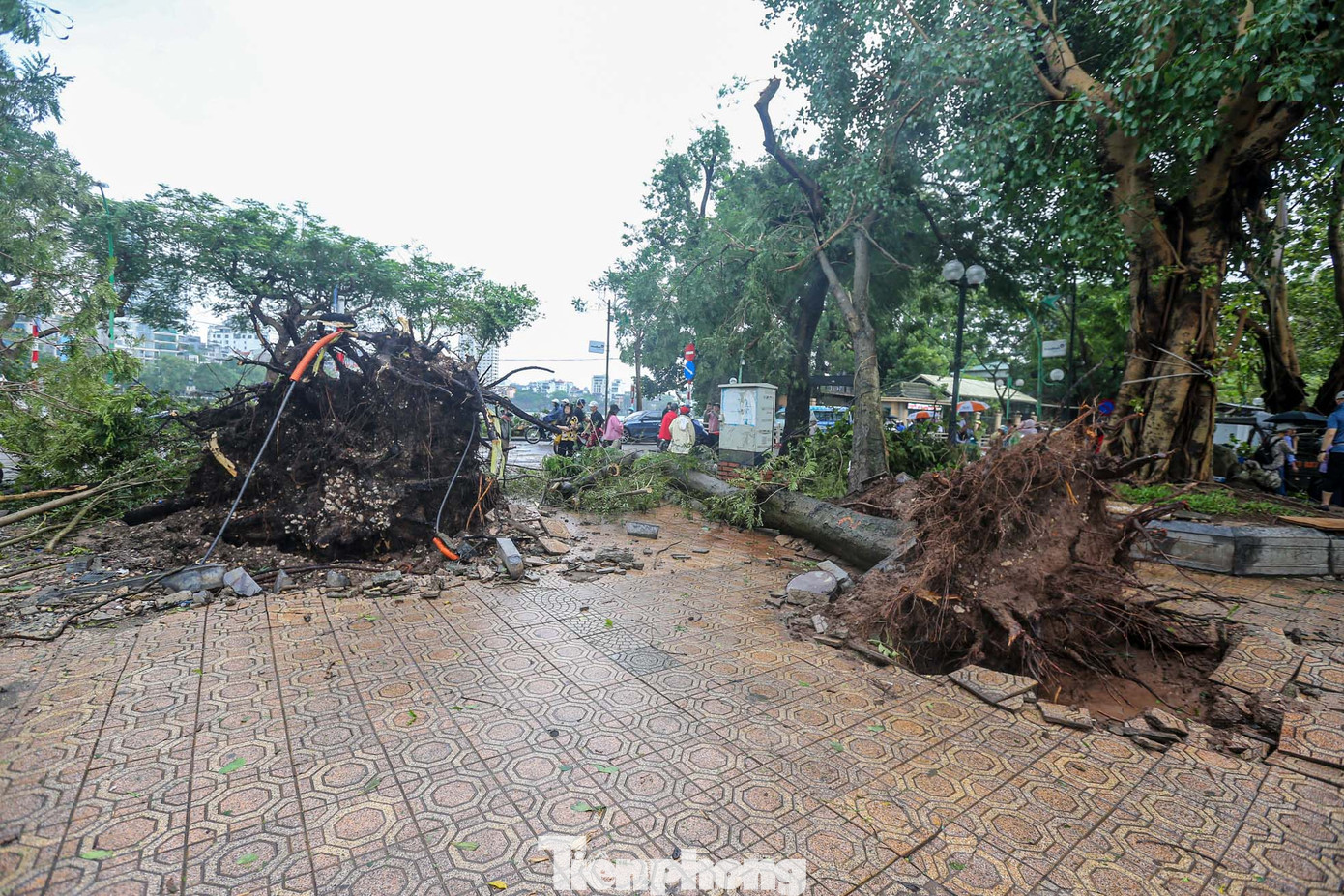 Các cây đều trên dưới 100 tuổi, lộ ra bộ gốc cực khủng.