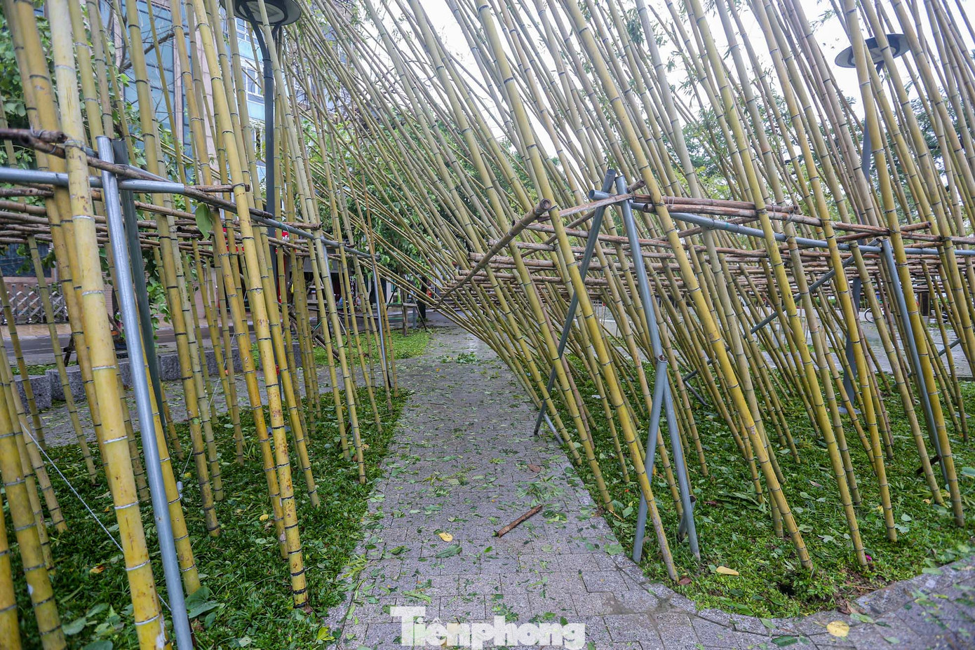 Các cây trúc đều đổ ngả nghiêng.