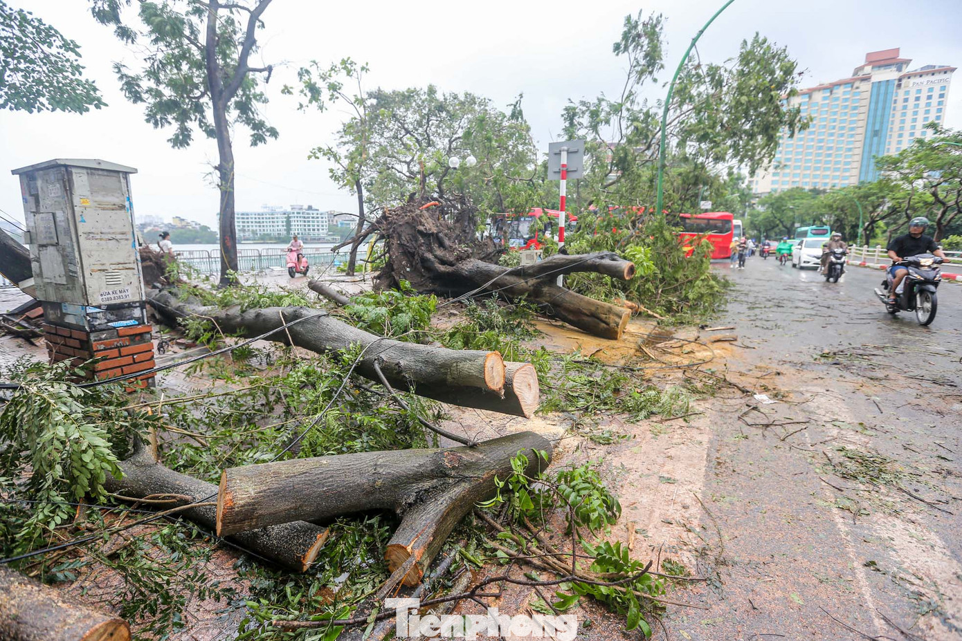 Các khúc khổ khủng được xử lý sau cây đổ.