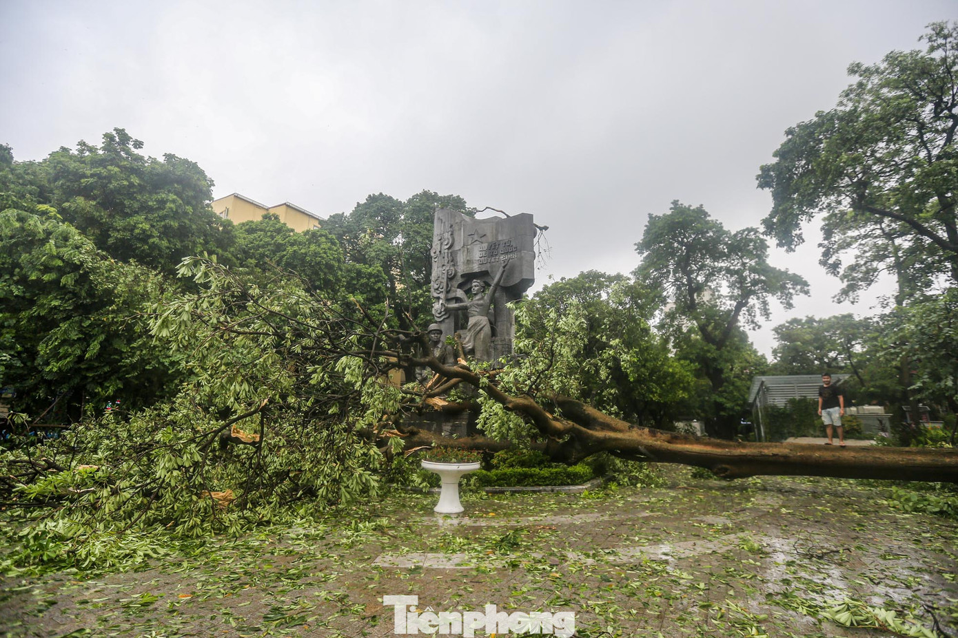 Cây to đổ tại vườn hoa Hàng Đậu.