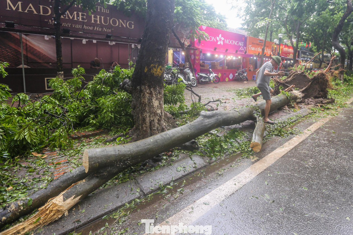Cây cao hàng chục mét gãy đổ do bão.