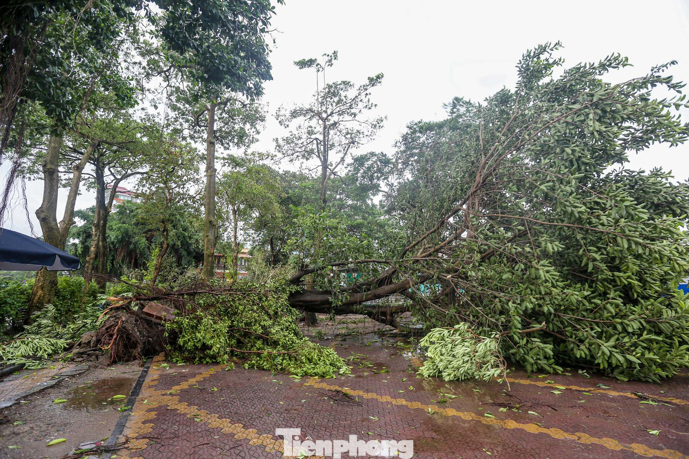 Những cây to bị bật trên đường Thanh Niên, gần chùa Trấn Quốc.