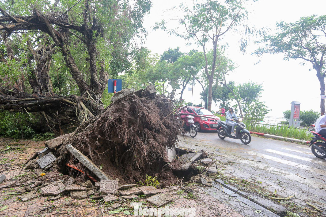Cây có bộ rễ khá là khủng với đường kính khoảng 4m.