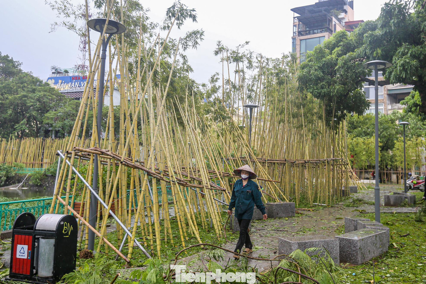 Rừng trúc thu nhỏ giữa lòng Hà Nội xiêu vẹo sau cơn bão.