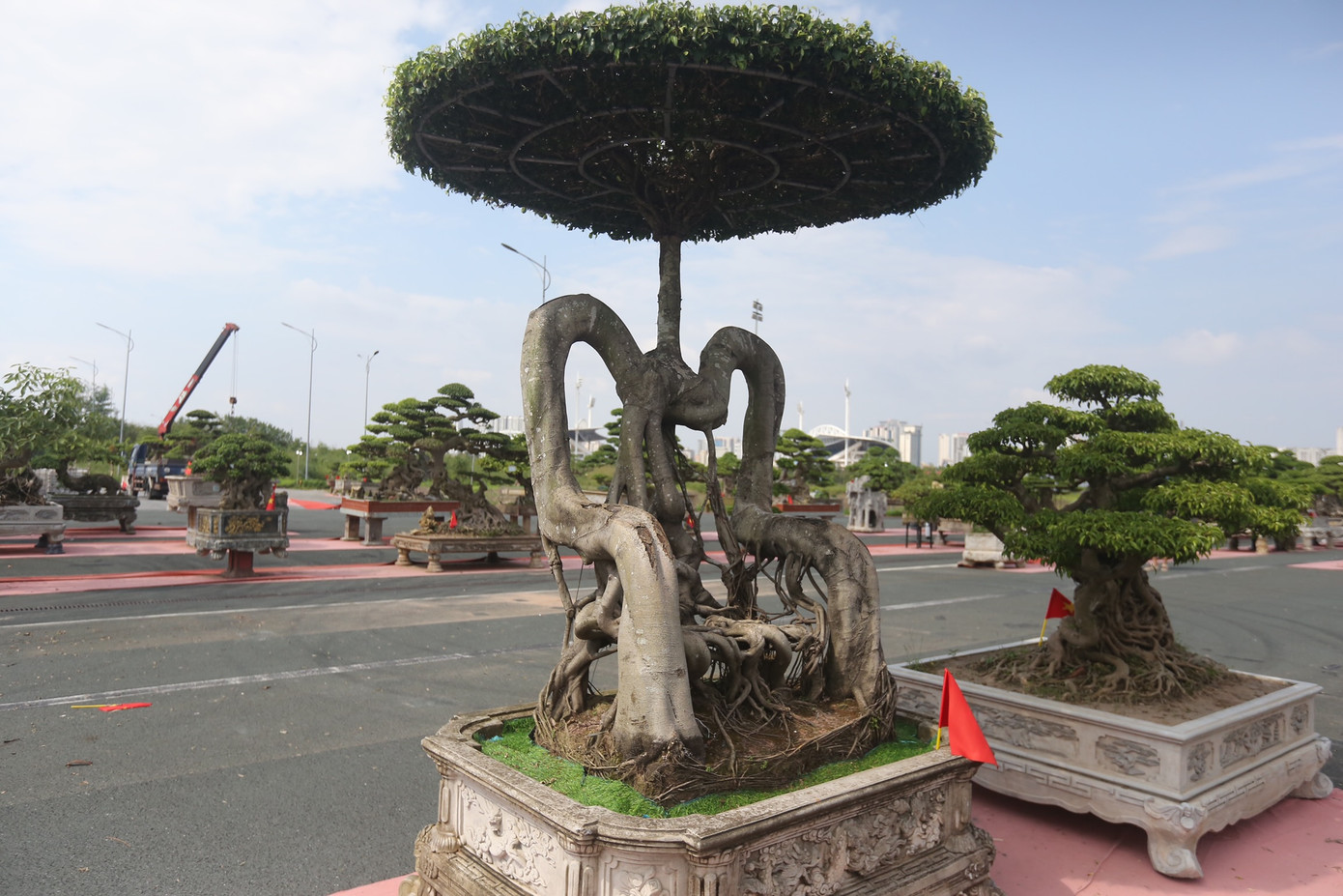 Gốc sanh cổ được tạo dáng hình chiếc ghế quan độc đáo có giá gần tỷ đồng.