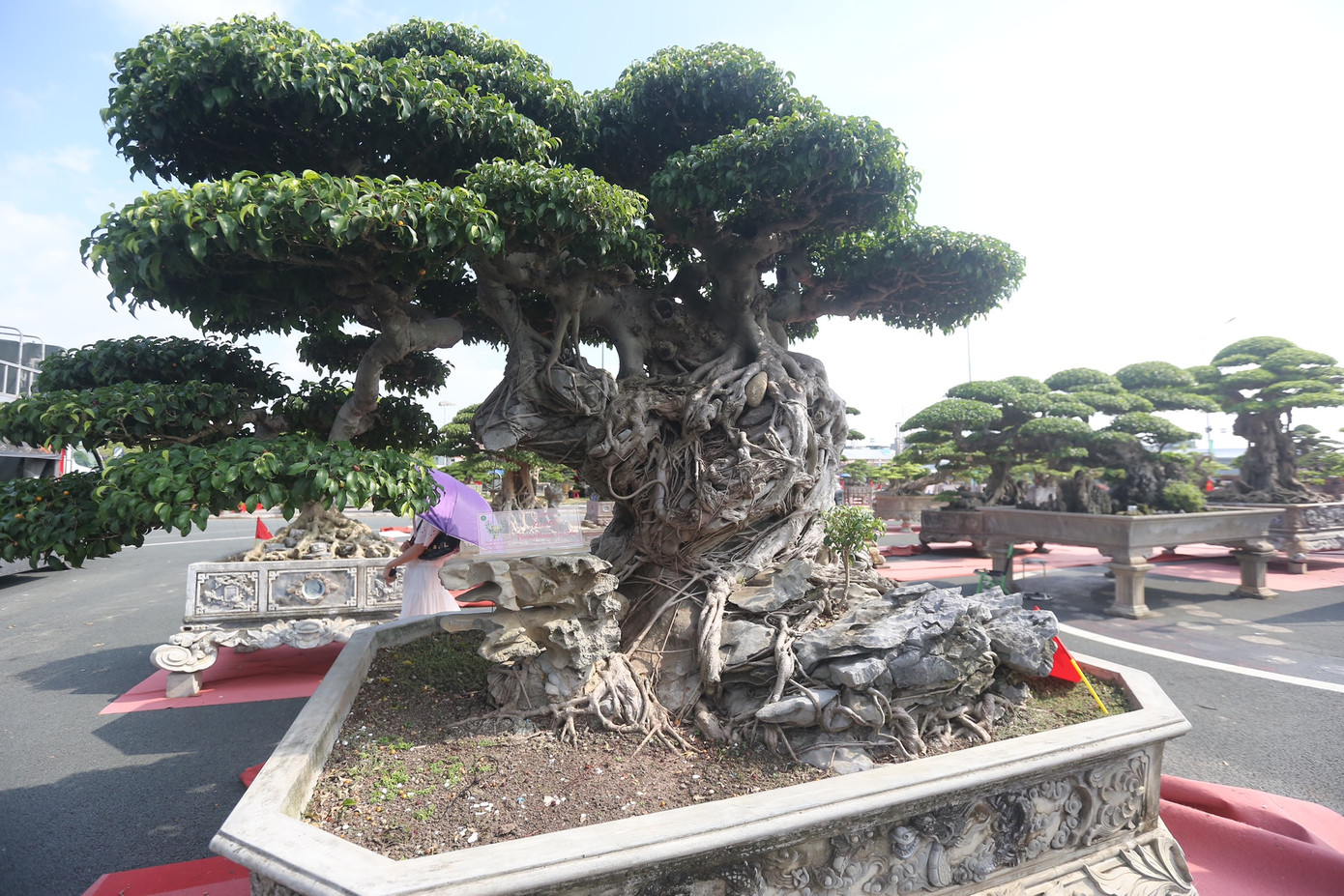 Một gốc sanh cổ trăm năm có giá hàng tỷ đồng được trưng bày tại festival.