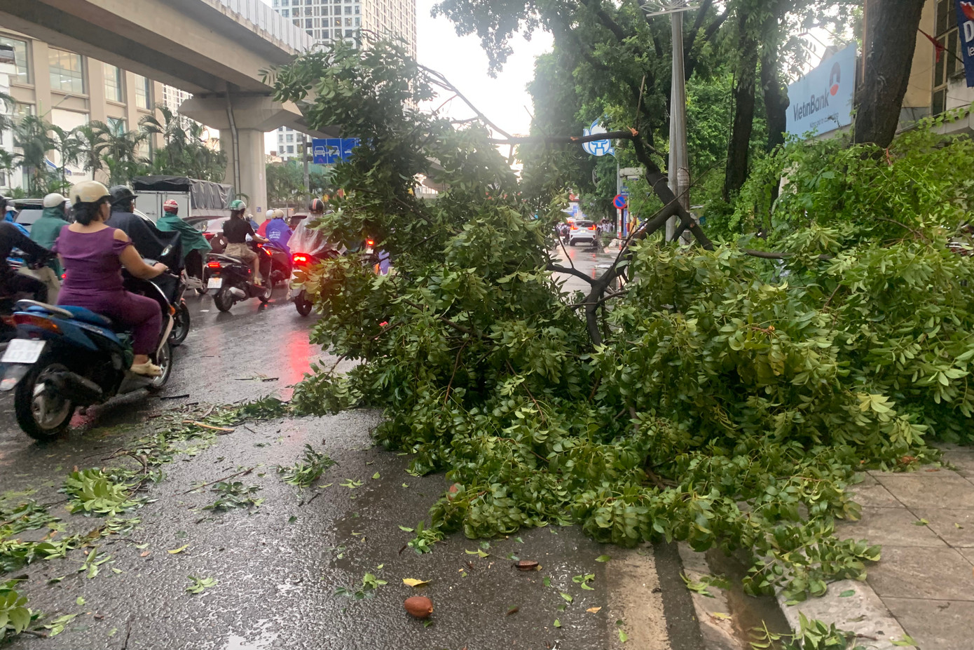 Cây đổ ra đường gây ảnh hưởng đến người tham gia giao thông. Cây đổ ra đường gây ảnh hưởng đến người tham gia giao thông.