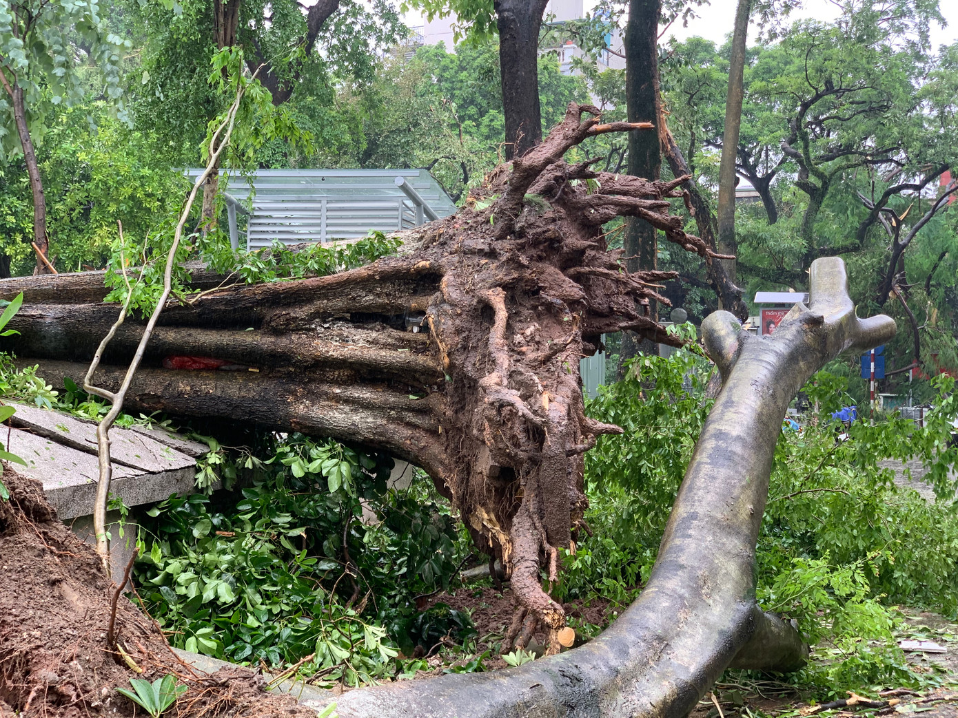 Gốc cây với bộ rễ khủng lơ lửng sau khi đổ.