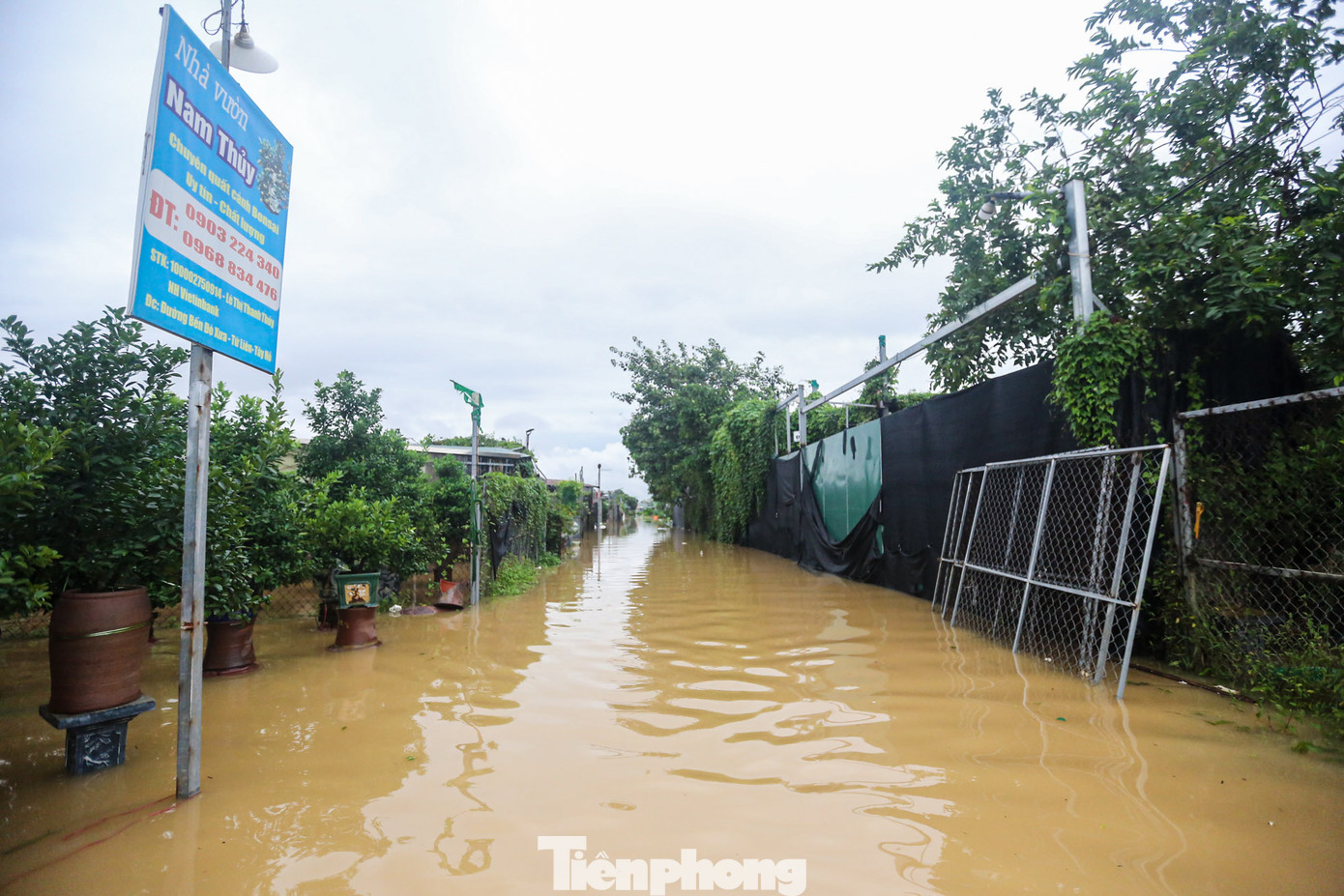 Vườn quất Tứ Liên (quận Tây Hồ), nơi cung cấp quất cảnh cho Hà Nội, bị nhấn chìm trong nước, chịu thiệt hại nặng nề.