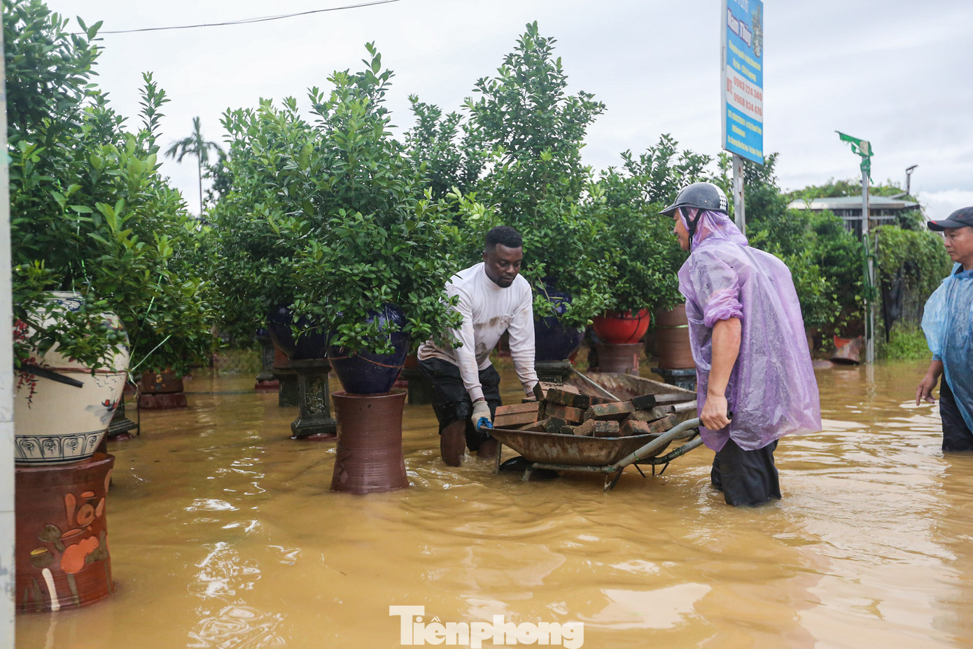Người dân lội giữa dòng nước sâu, dùng gạch, các bình, kệ để kê cây quất lên cao cho khỏi ngập nước.