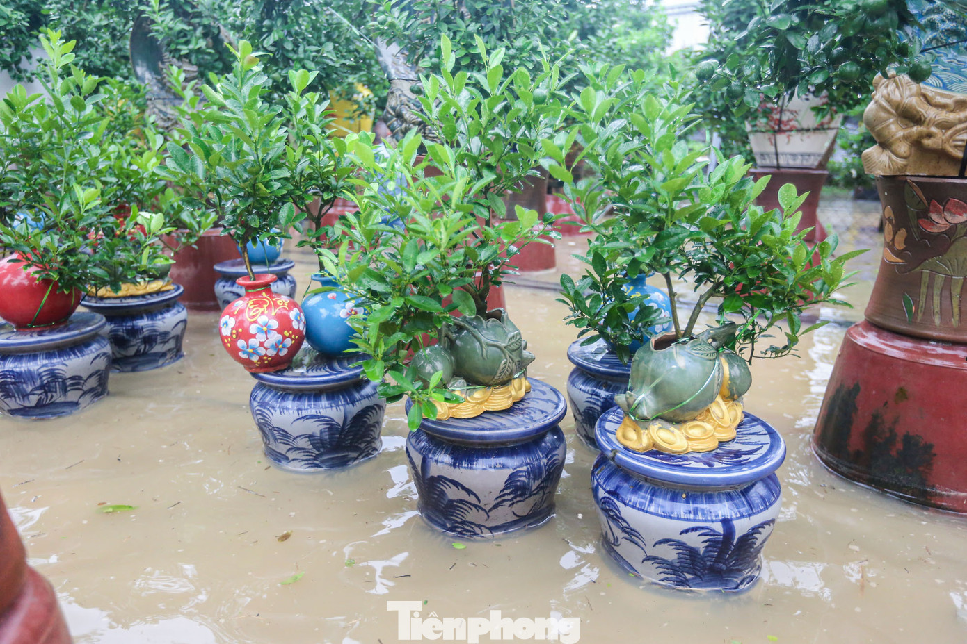 Người dân chia sẻ, nhiều vườn tược có nguy cơ mất trắng do ngập sâu trong nước. Tổng thiệt hại lên đến hàng trăm triệu đồng.