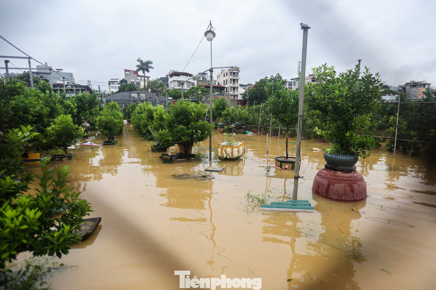 Vườn quất cảnh bị ngập.