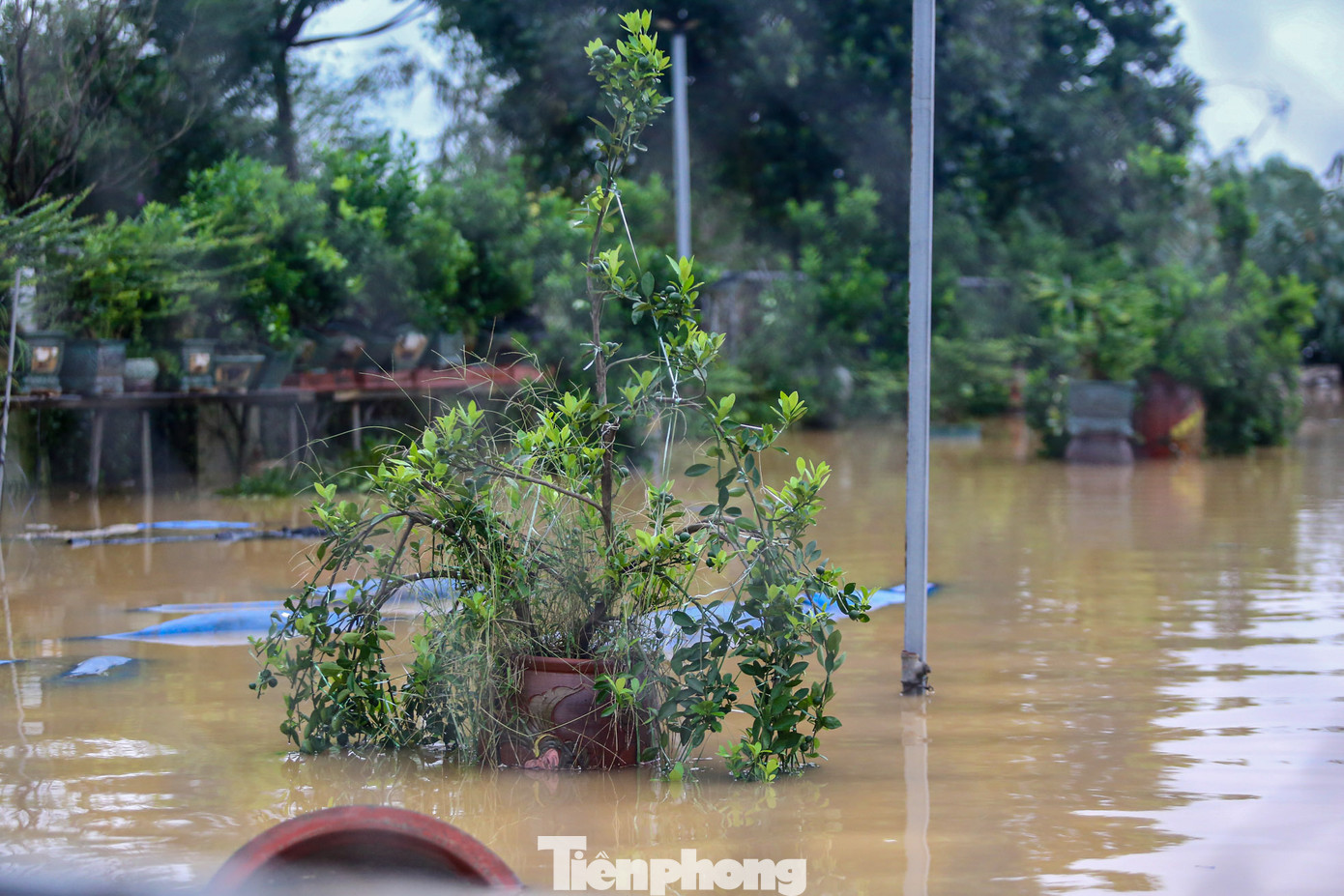 Hàng trăm cây quất ngập nước.