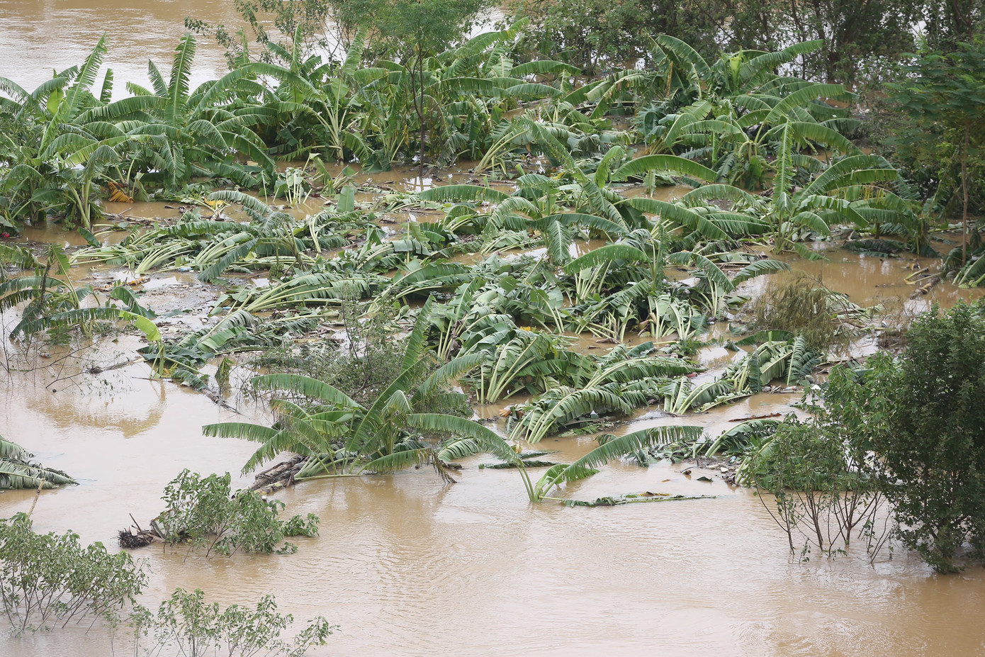 Hoa màu, cây ăn quả ngập trong nước.