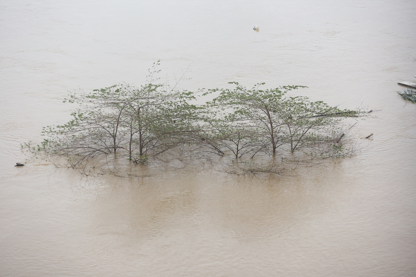 Cây cối chìm nghỉm giữa dòng sông.