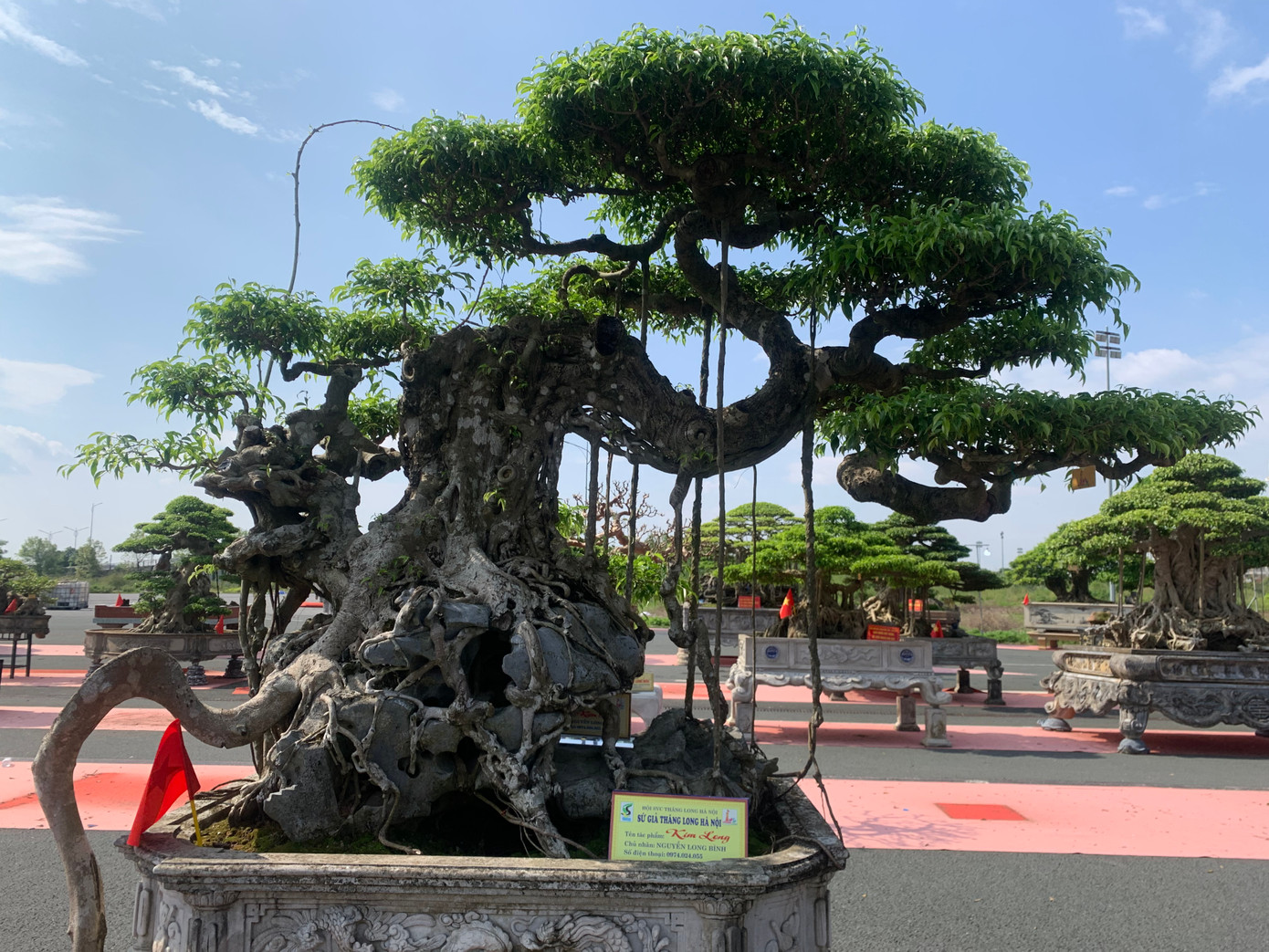 Sự kết hợp giữa thiên nhiên cùng bàn tay con người để tạo ra những tác phẩm, những chậu bonsai đẹp, độc đáo.