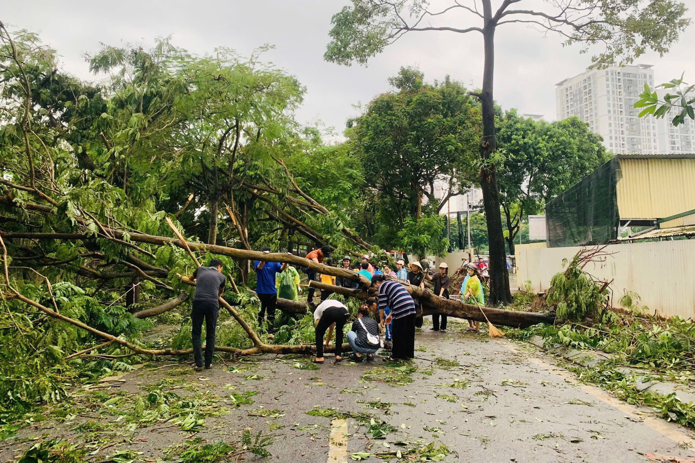 Những cây to, lâu năm đổ gục xuống đường, chặn lối đi được xử lý nhanh chóng, kịp thời.