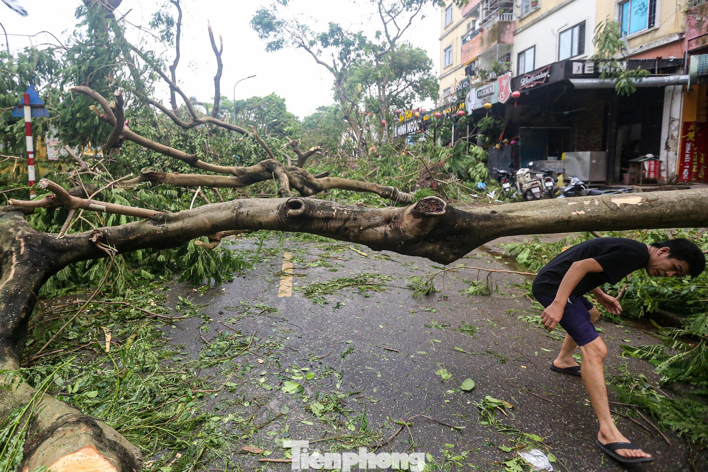 Người dân phải chui qua các cành cây để di chuyển về nhà.