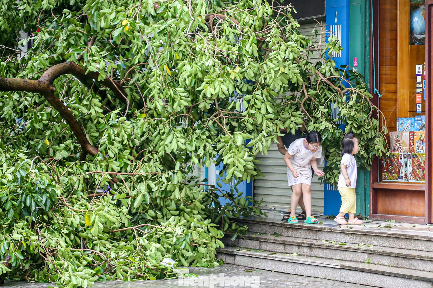 Cây xanh chắn ngang các lối đi trong khu chung cư khiến nhiều người dân đi lại khó khăn.