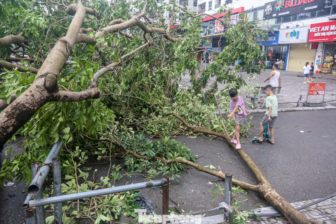 Cây lớn đổ ngáng đường các lối vào khu chung cư.