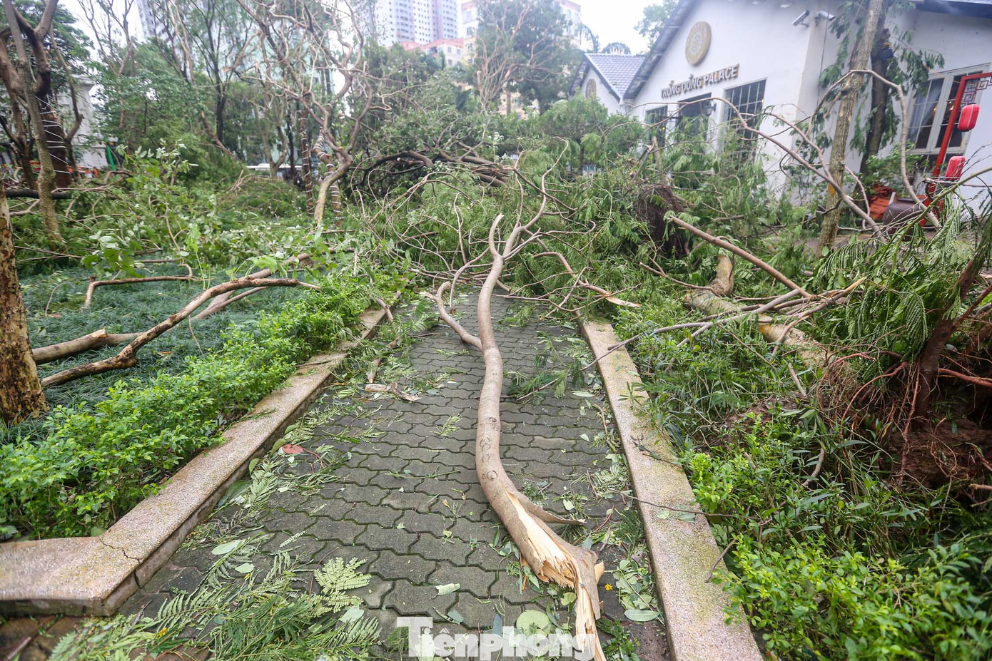 Các lối đi trong công viên đều bị chặn, cây gãy đổ hàng loạt.