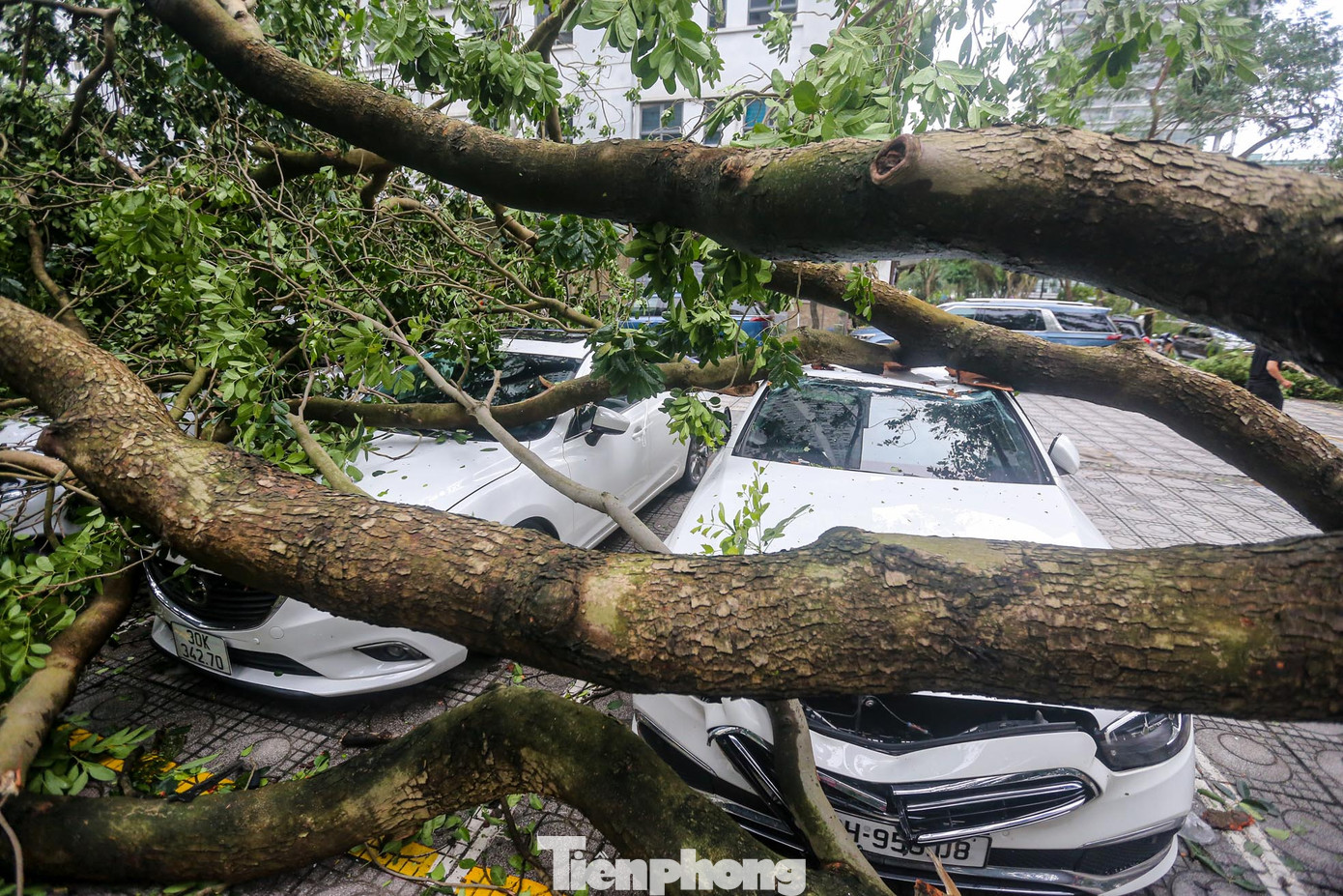 Hàng loạt ô tô bị bẹp dí sau bão Yagi.