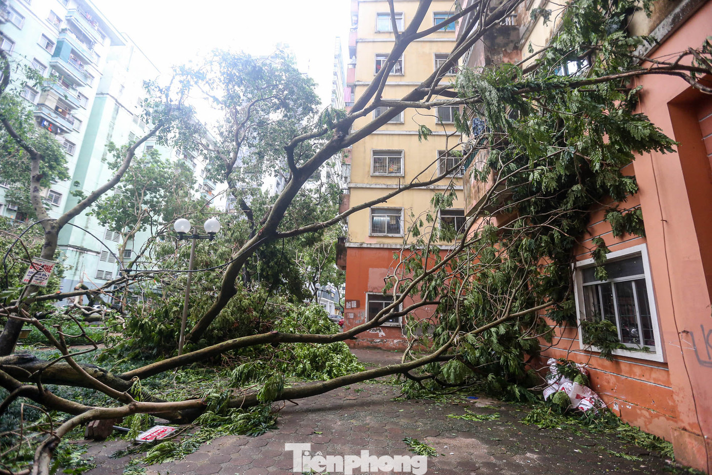 Không chỉ công viên, nhiều lối đi trong các tòa chung cư trong khu đô thị Linh Đàm bị bịt kín bởi cây đổ.