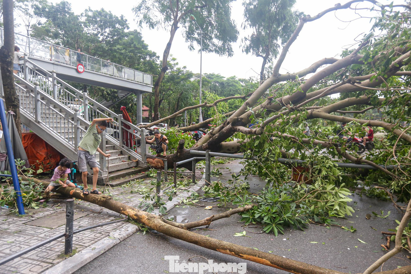 Cây lớn đổ ngáng đường các lối vào khu chung cư.