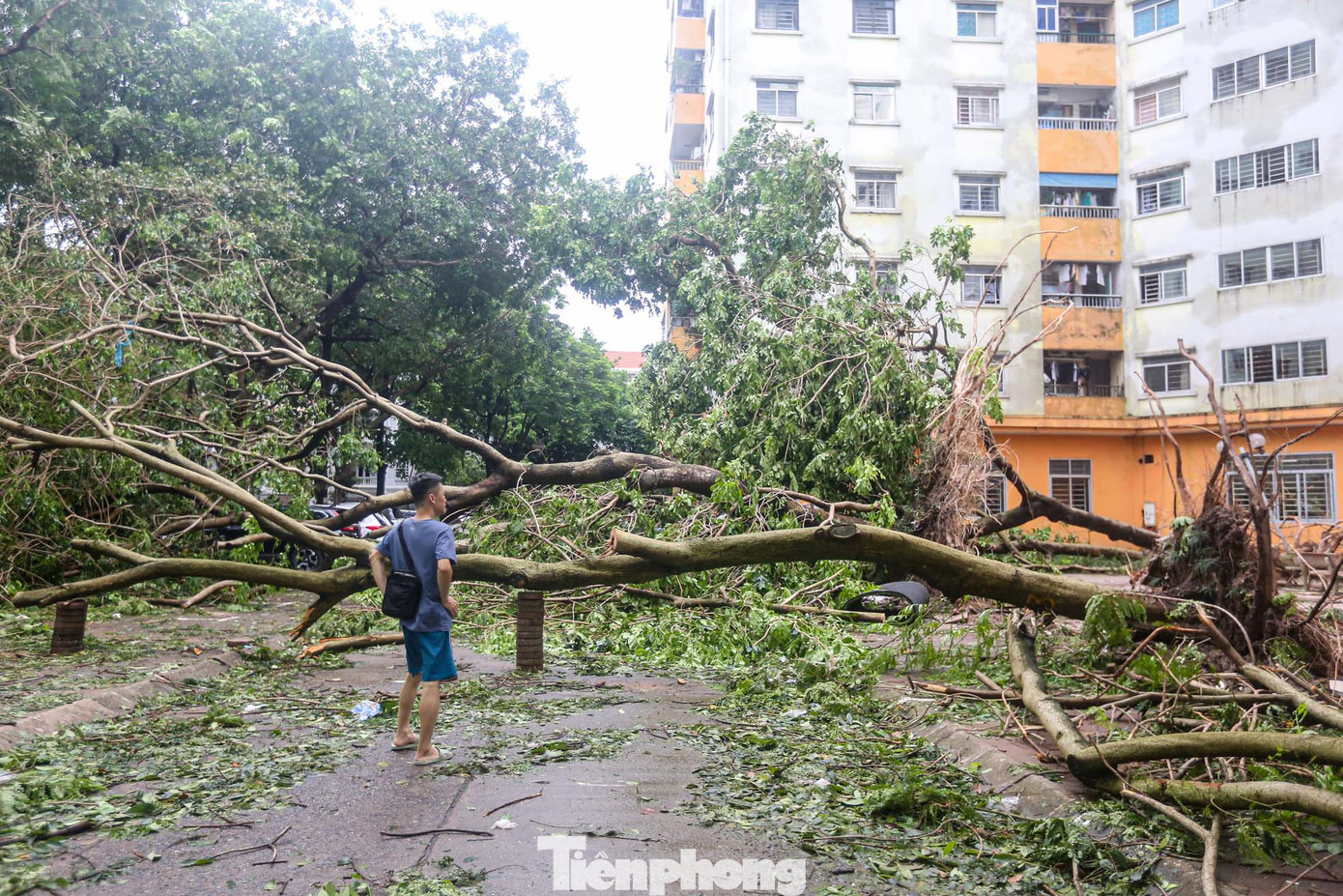 Một người dân không thấy lối vào khu chung cư bị chắn bởi cây đổ.