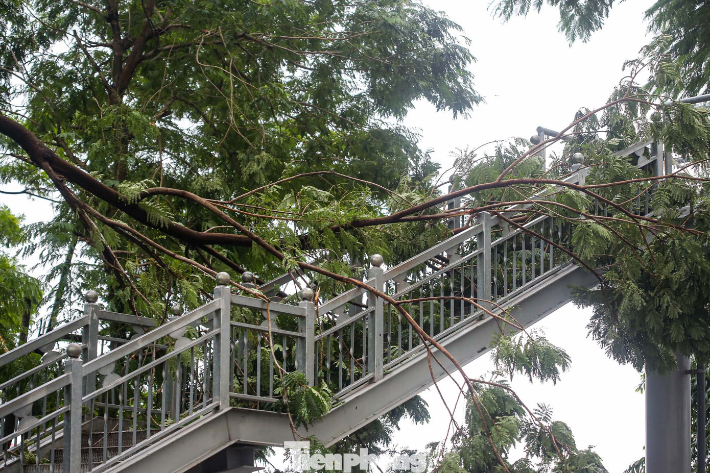 Lối đi cầu thang bộ bị bịt kín do cây gãy đổ.