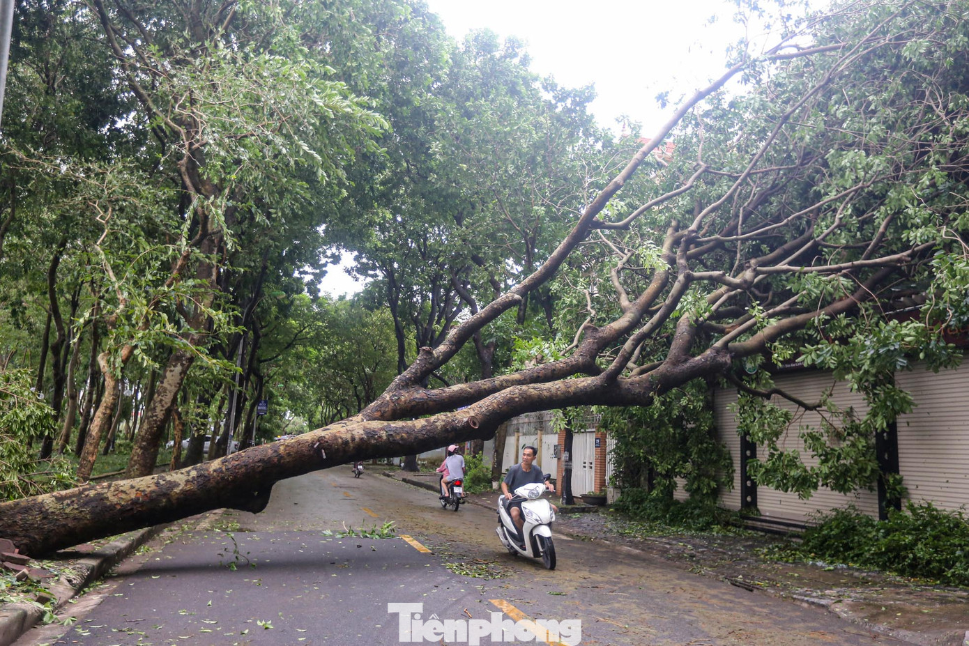 Lối đi chắn ngang bởi cây lớn đổ xuống, gây khó khăn cho các phương tiện.