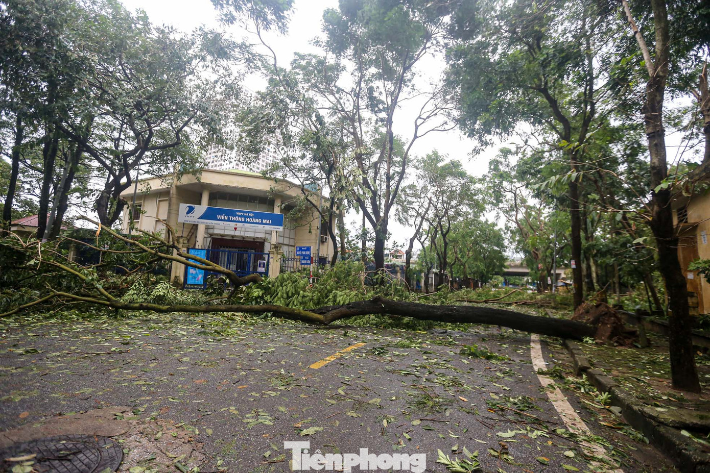 Đường xung quanh khu đô thị Linh Đàm đều bị chặn bởi cây.