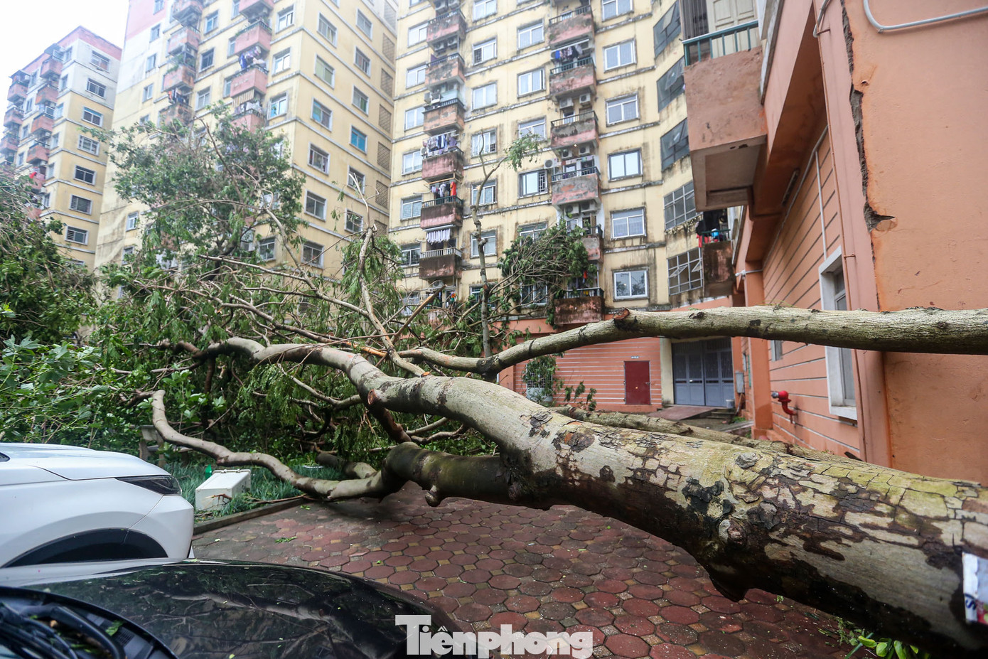 Không chỉ công viên, nhiều lối đi trong các tòa chung cư trong khu đô thị Linh Đàm bị bịt kín bởi cây đổ.