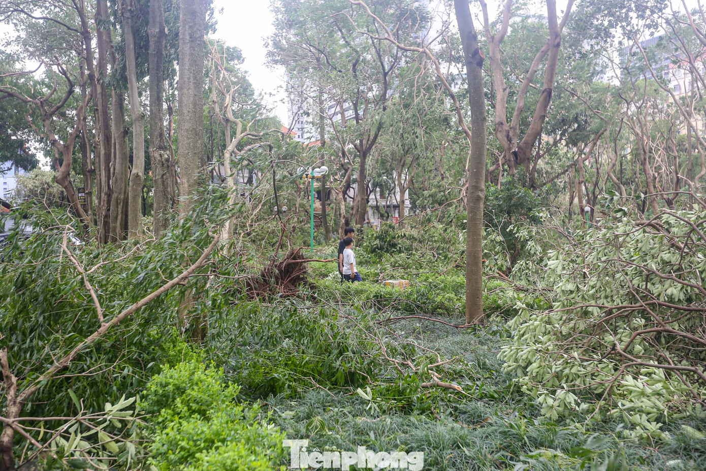 Khu vườn hoa, công viên trong khu đô thị đều tan hoang.