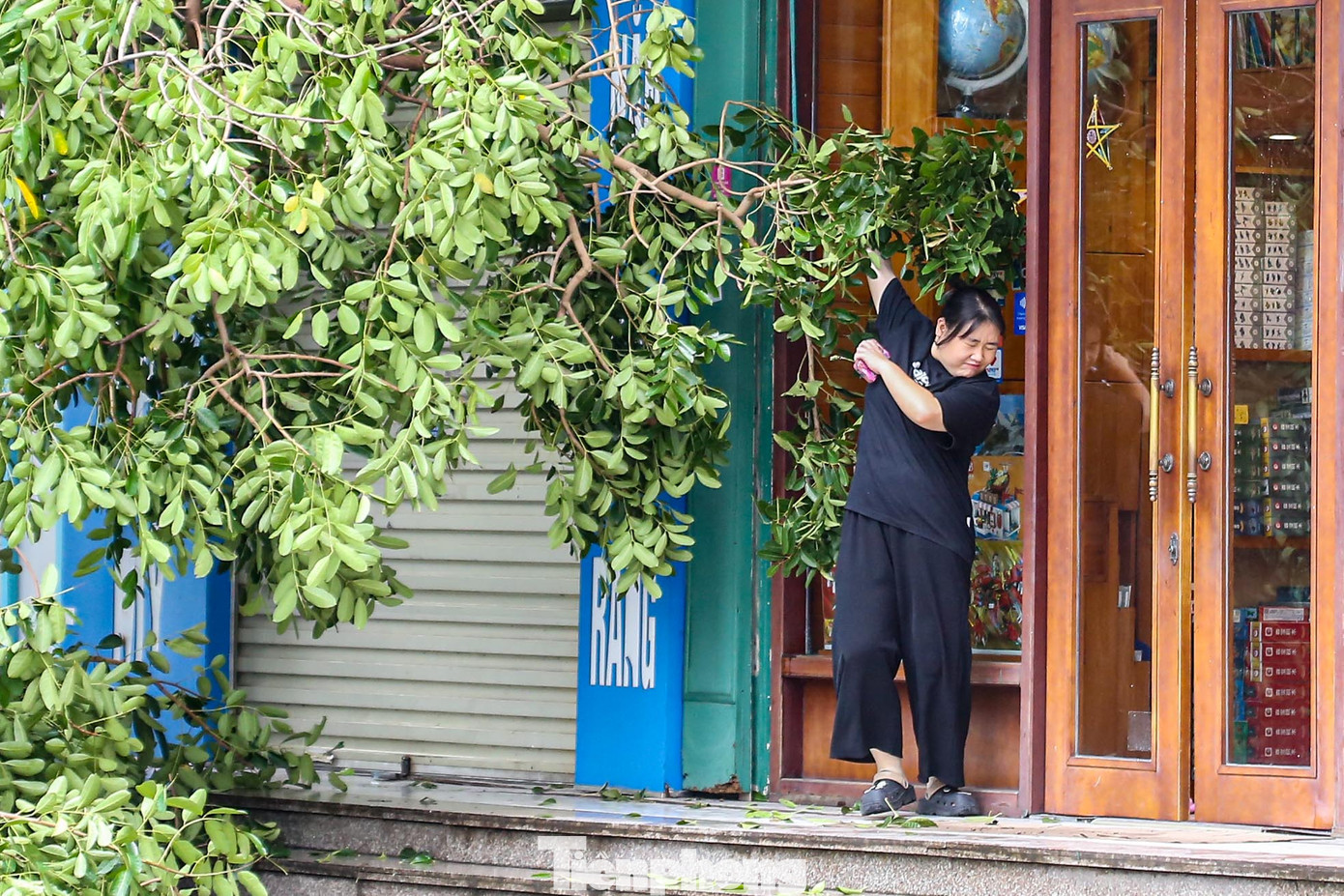 Cây xanh chắn ngang các lối đi trong khu chung cư khiến nhiều người dân đi lại khó khăn.