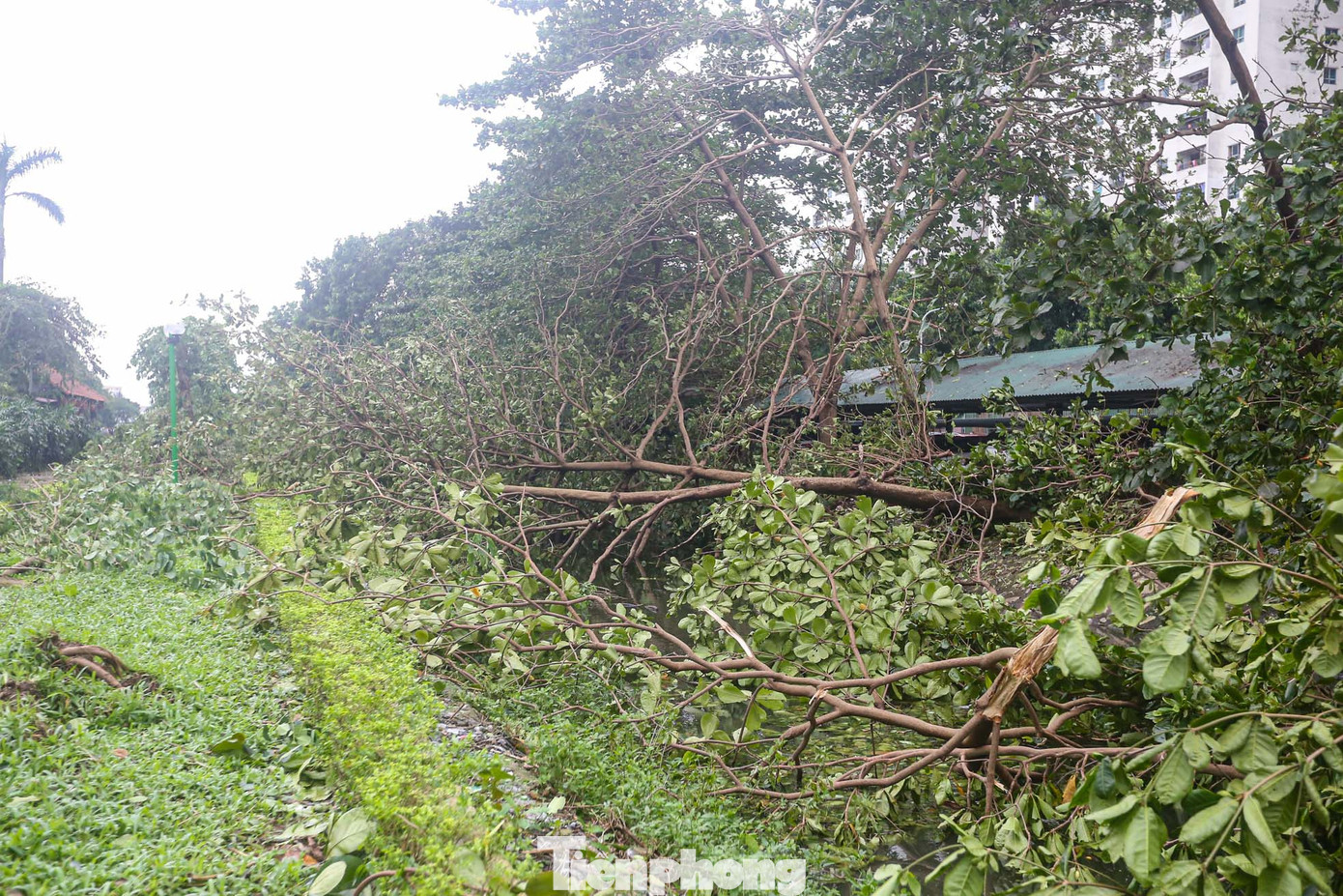 Các lối đi trong công viên đều bị chặn, cây gãy đổ hàng loạt.