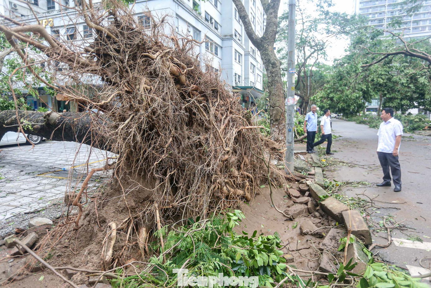 Một gốc cổ thụ có đường kính khoảng 4-5m bị bật gốc