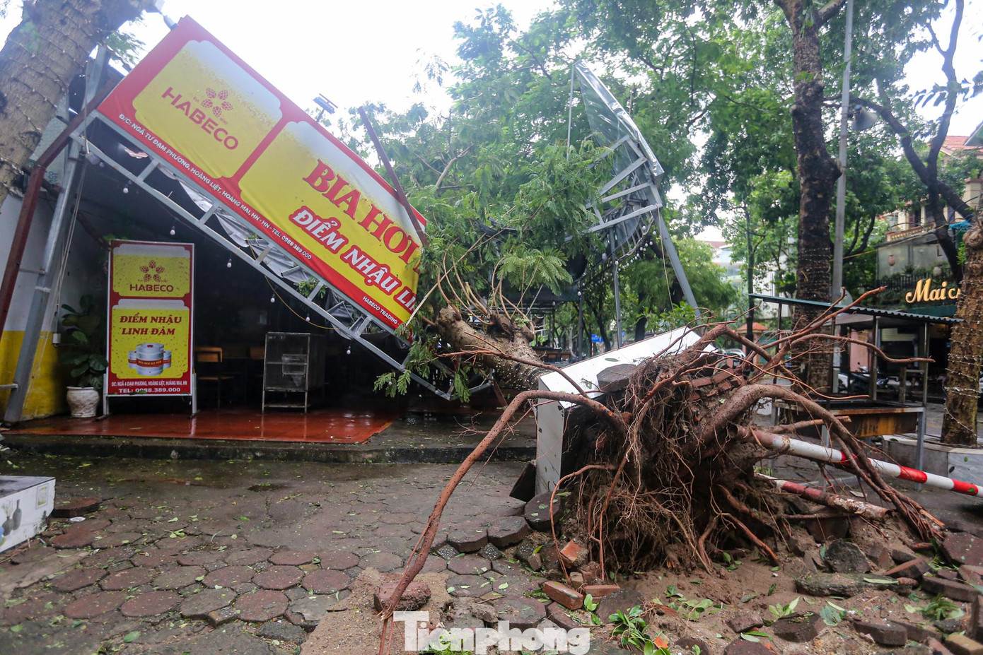 Một số nhà hàng hư hỏng do bị cây đè.