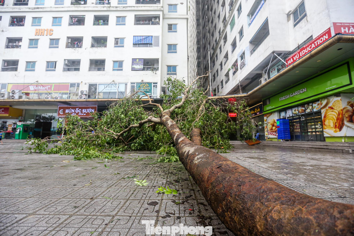 Nhiều cây cao hàng chục mét đổ xuống vỉa hè, rất may không có thiệt hại về người.