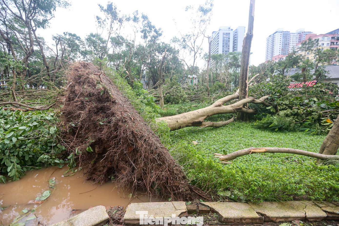 Các lối đi trong công viên đều bị chặn, cây gãy đổ hàng loạt.