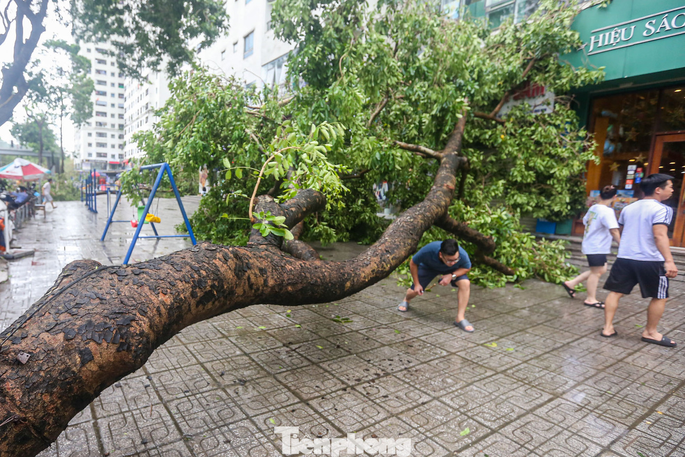 Cây xanh chắn ngang các lối đi trong khu chung cư khiến nhiều người dân đi lại khó khăn.