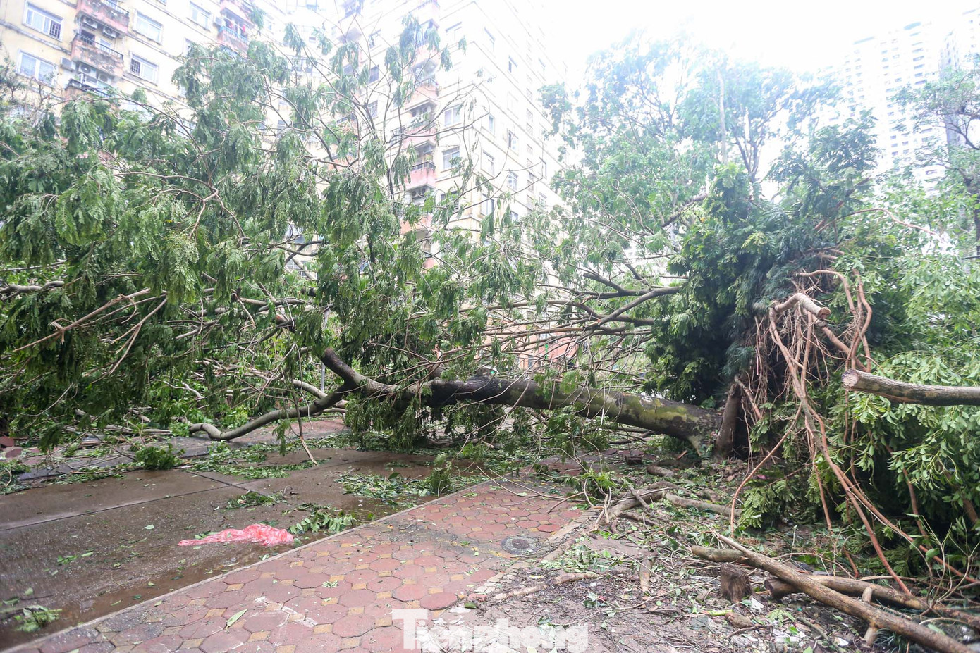 Hàng loạt lối đi đều bị bịt kín, giao thông tê liệt.