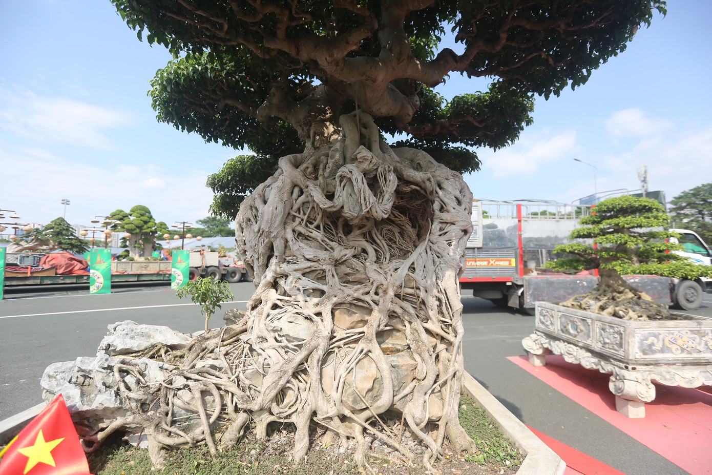 Cây cổ sở hữu bộ rễ thân cổ, đồ sộ.