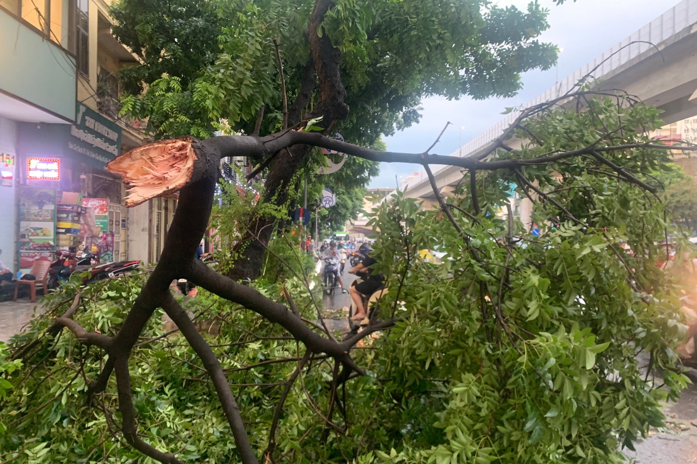 Cây gãy đổ ra đường Nguyễn Trãi. Cây gãy đổ ra đường Nguyễn Trãi.