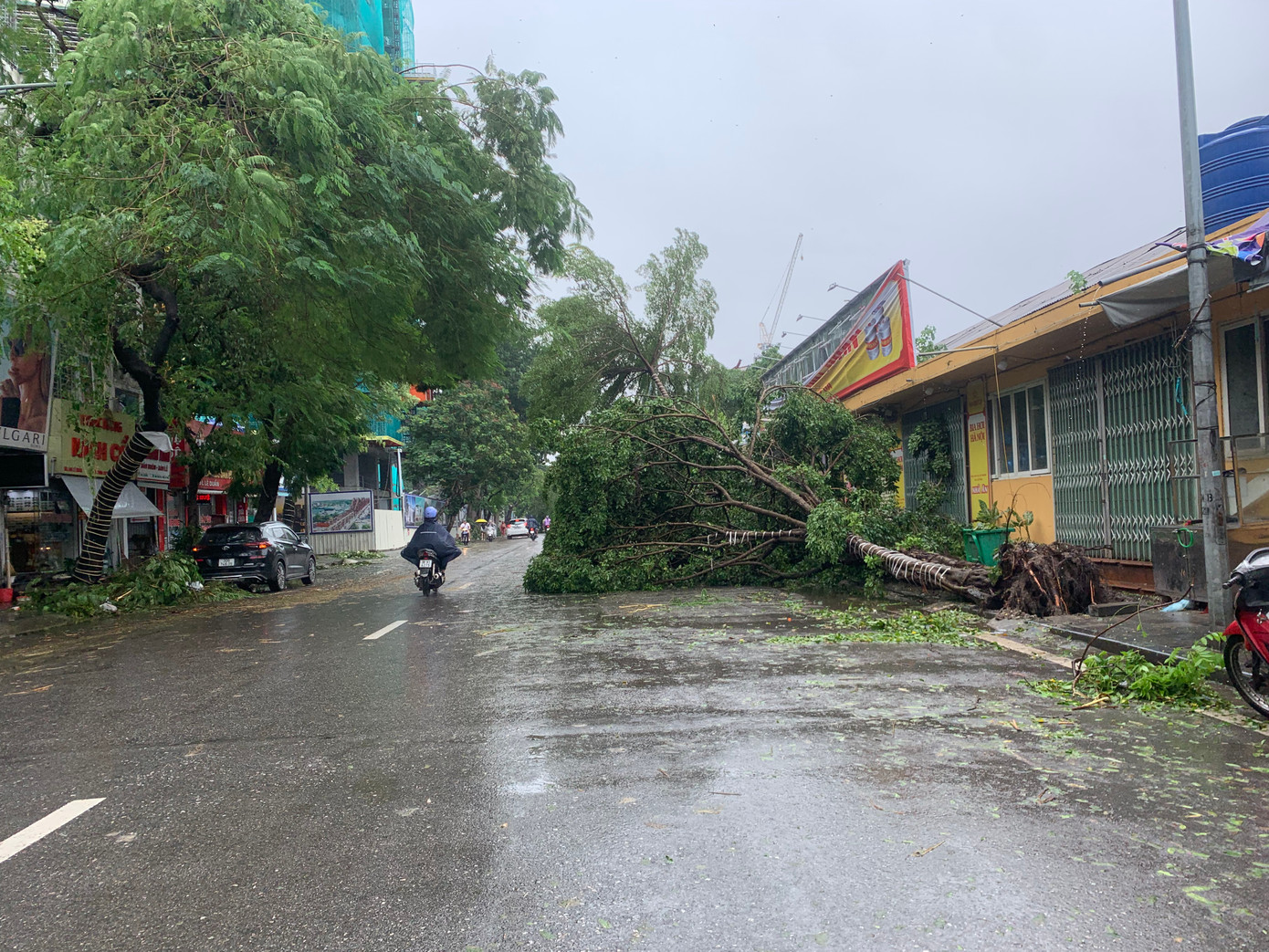 Một cây cổ thụ khác trên phố Lê Duẩn đổ gục.